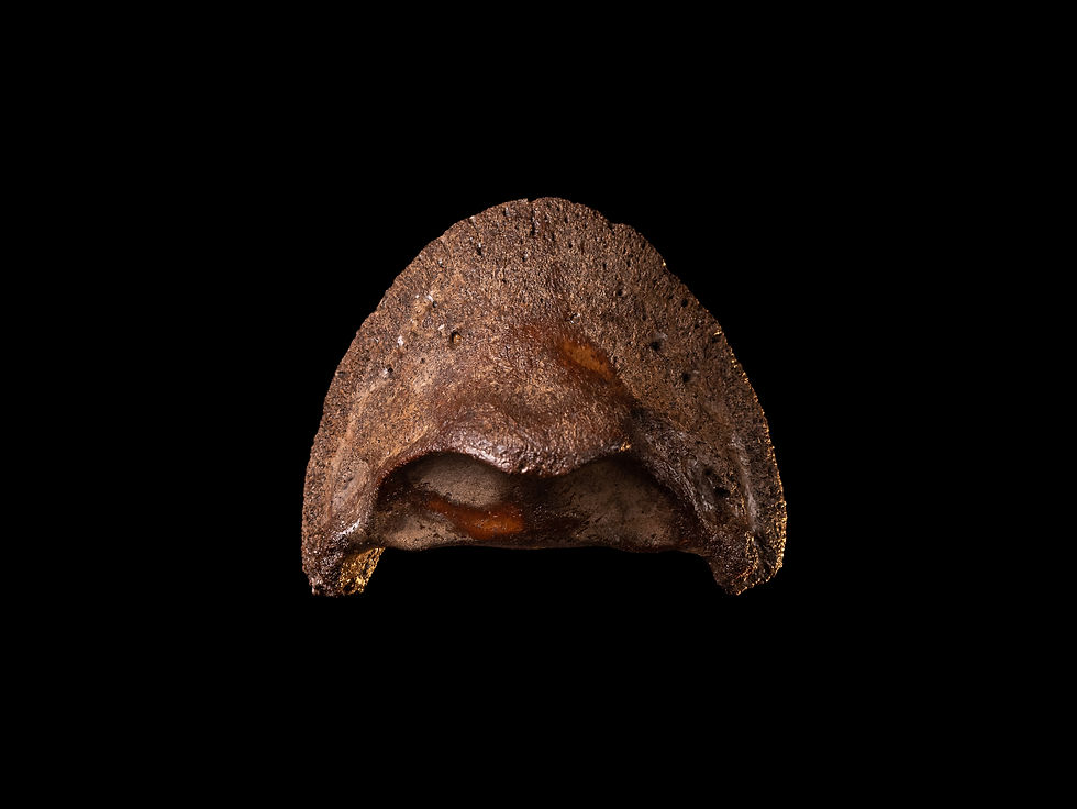 Thumbnail: Casco fosilizado de equino Equus ferus del Pleistoceno superior