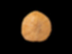 Erizo de mar fósil del Oligoceno Monostychia sp., procedente de Wool Bay (Australia)