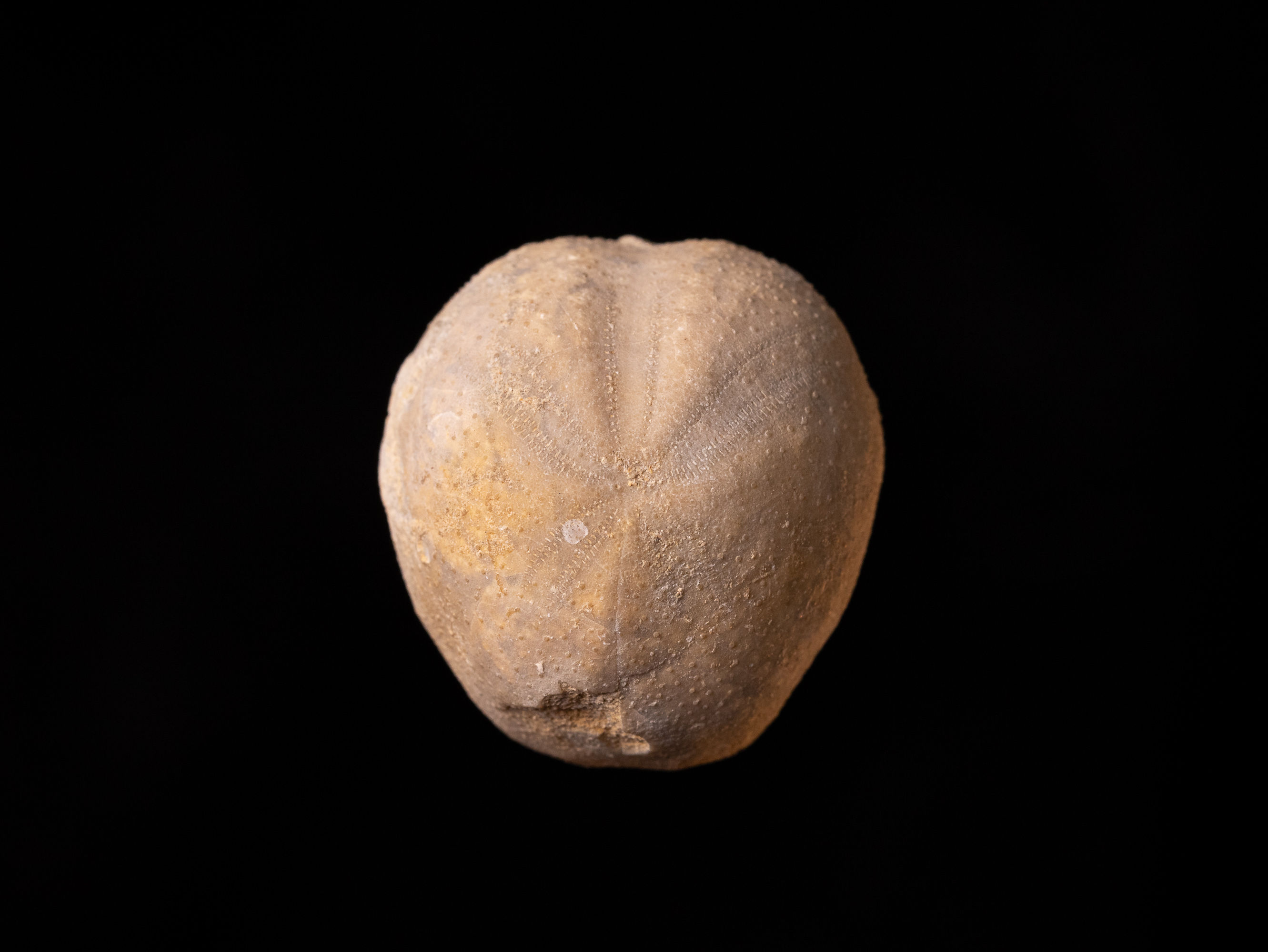 Erizo de mar fósil del Cretácico inferior Toxaster seynensis procedente de Seynes, Francia