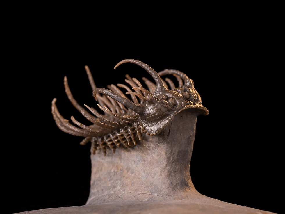 Thumbnail: Increíble trilobite del devónico inferior Koneprusia dahmani