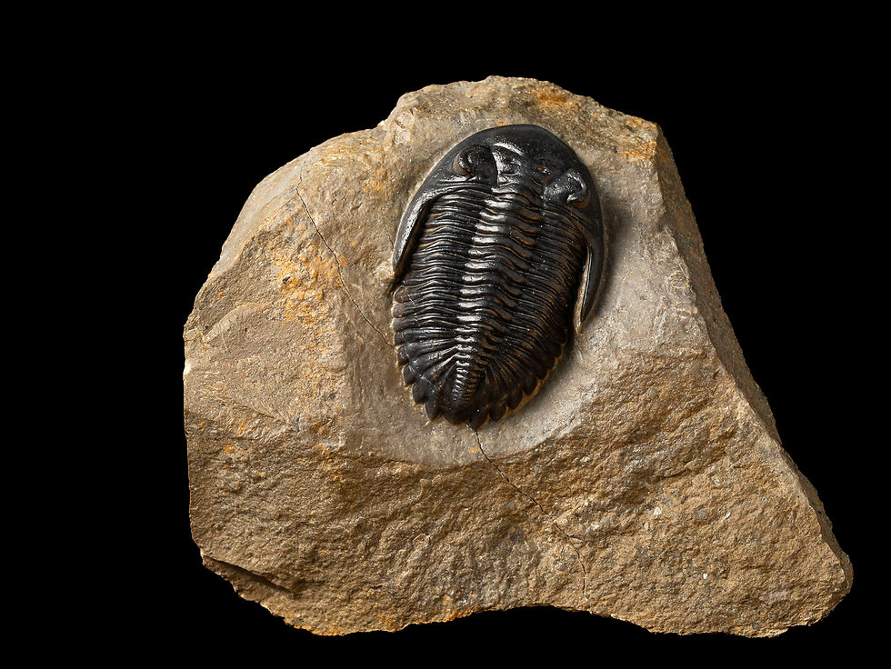 Thumbnail: Trilobite fósil Devónico Hollardops mesocristatus