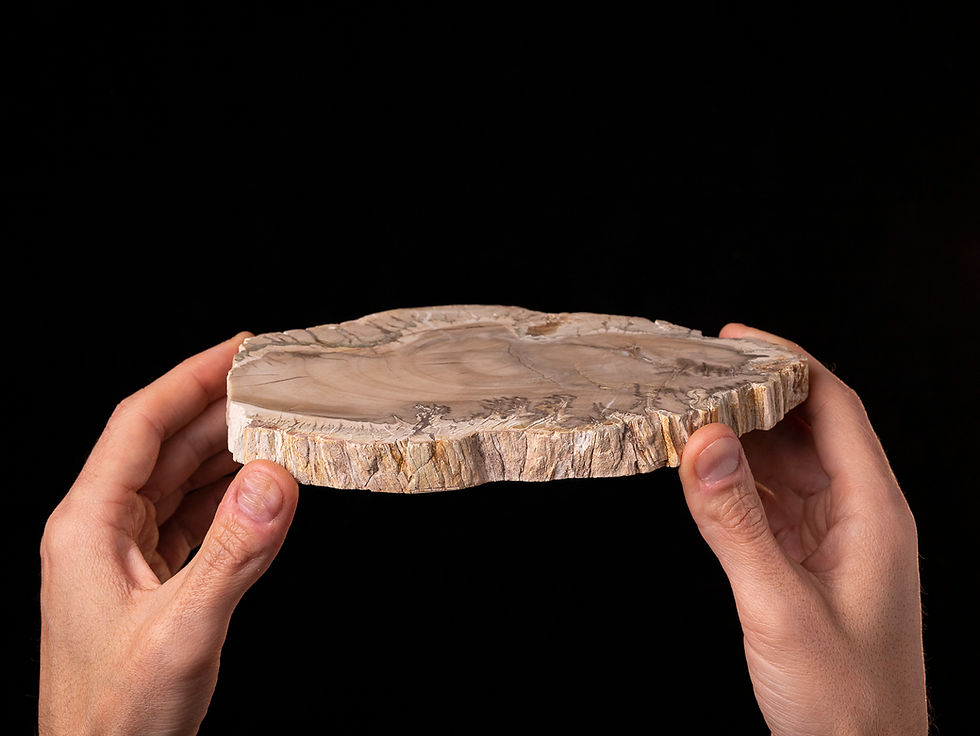 Thumbnail: Rodaja de madera fósil pulida Araucarioxylon sp. del Triásico (Madagascar)