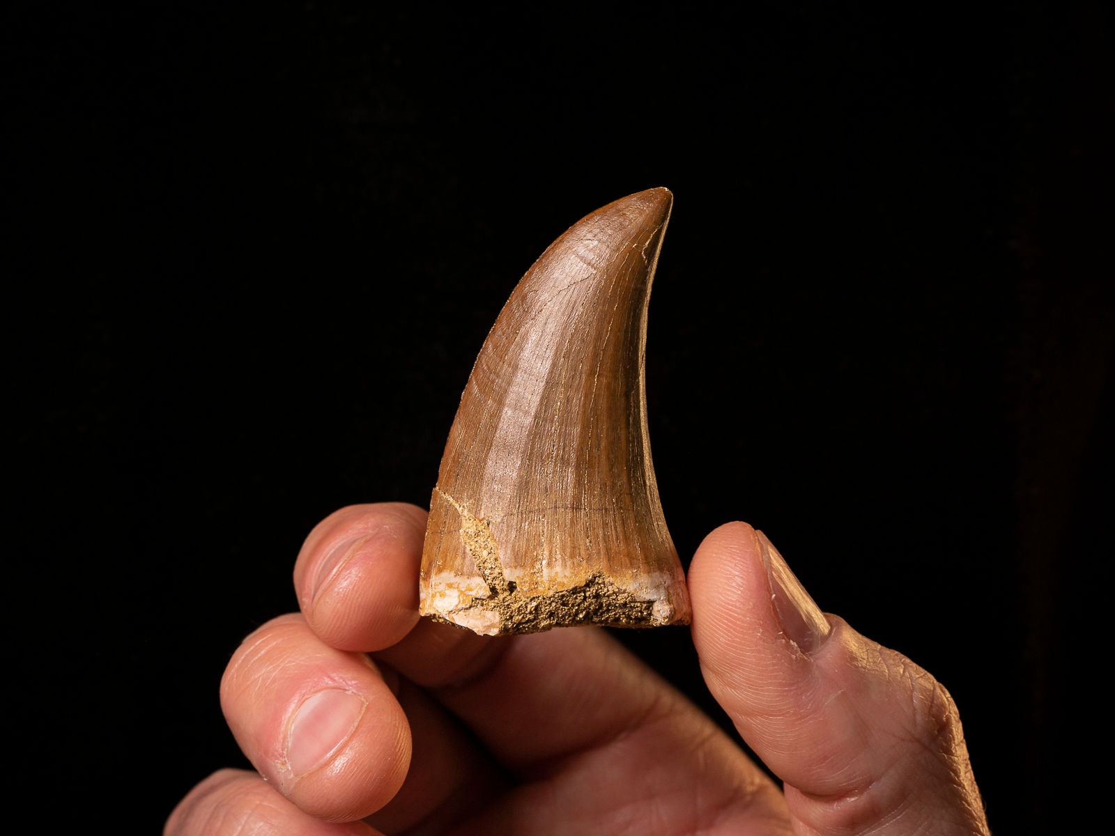 Diente reptil marino del Cretácico Hainosaurus boubker (Mosasaurio)