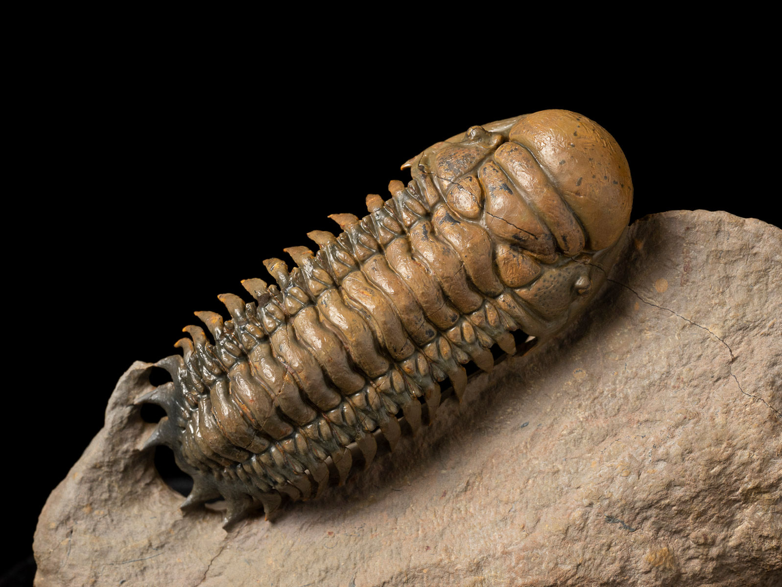 Trilobite Fósil Devónico Crotalocephalus gibbus