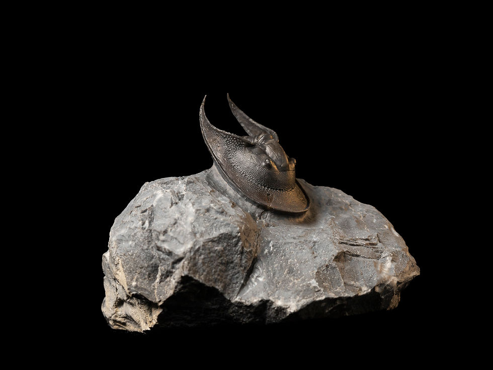 Thumbnail: Trilobite Devónico Harpes perradiatus