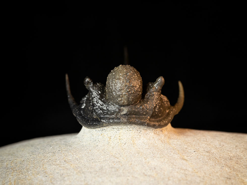 Thumbnail: Cyphaspis sp.