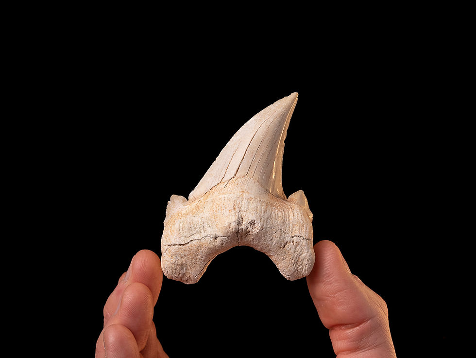 Fotografía auténtico diente de tiburón prehistórico Otodus obliquus | Toptrilos