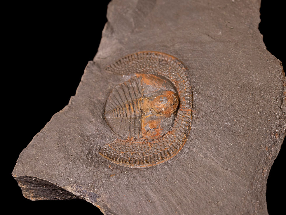 Thumbnail: Trilobite del ordovícico superior Declivolithus alfredi