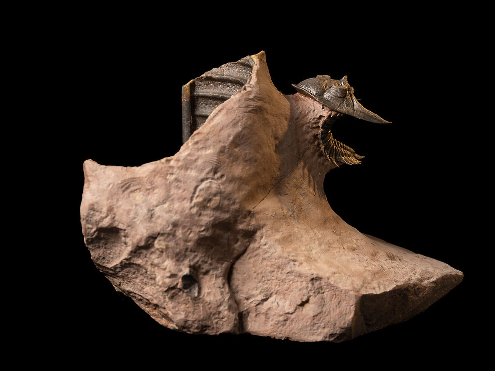 Thumbnail: Asociación Trilobites Devónico Metacanthina issoumourensis & Scabrella sp.