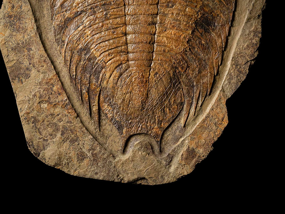 Thumbnail: Impresionante trilobite del ordovícico Dikelokephalina brenchleyi