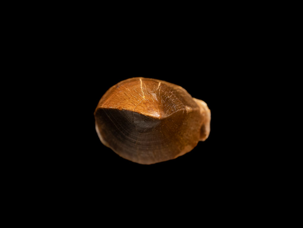 Thumbnail: Diente fósil de alta calidad de mosasaurio