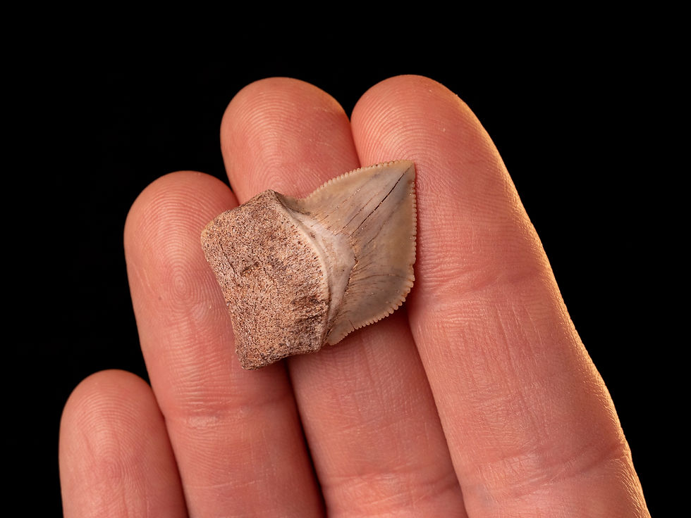 Thumbnail: Diente de tiburón del Cretácico superior Squalicorax bassanii | Toptrilos