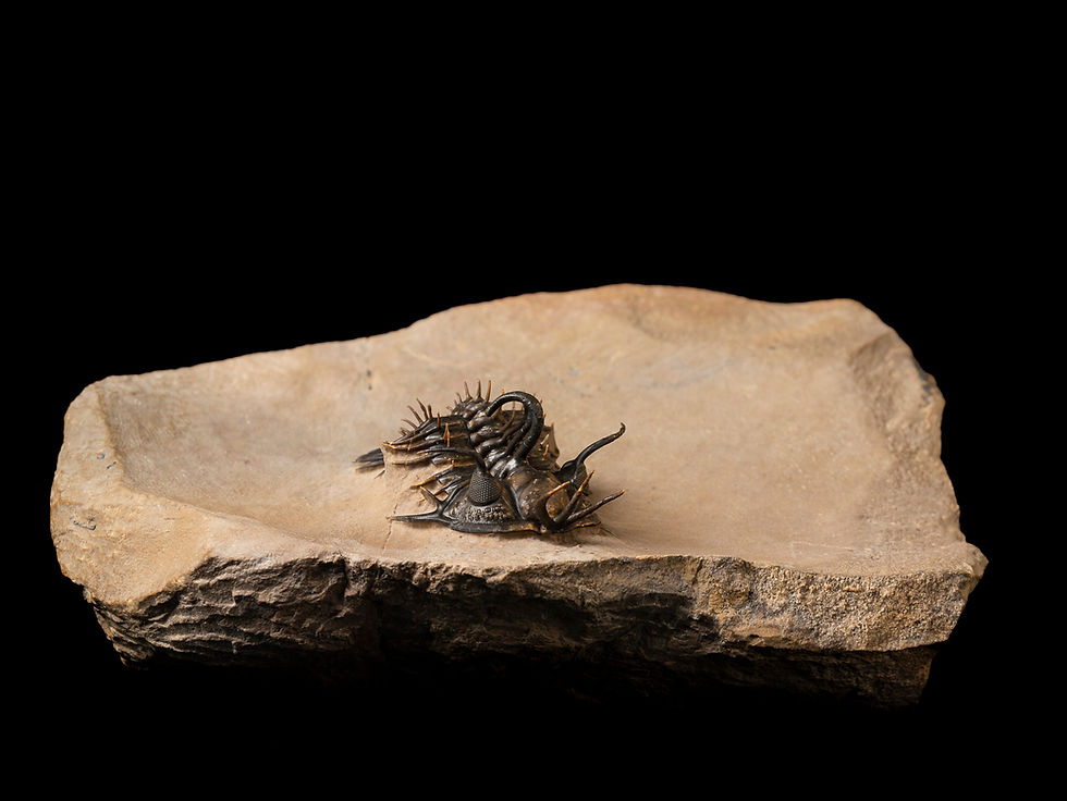 Thumbnail: Trilobite Fósil Devónico Walliserops hammi