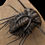 Thumbnail: Dicranurus monstrosus