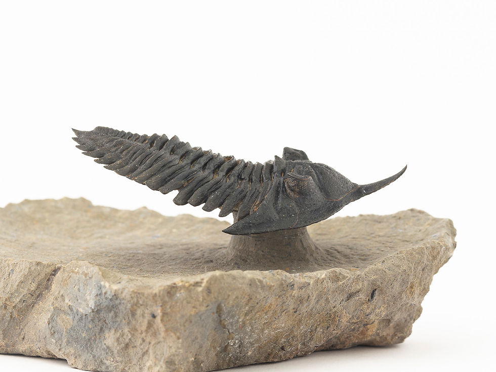 Miniatura: Minicryphaeus giganteus