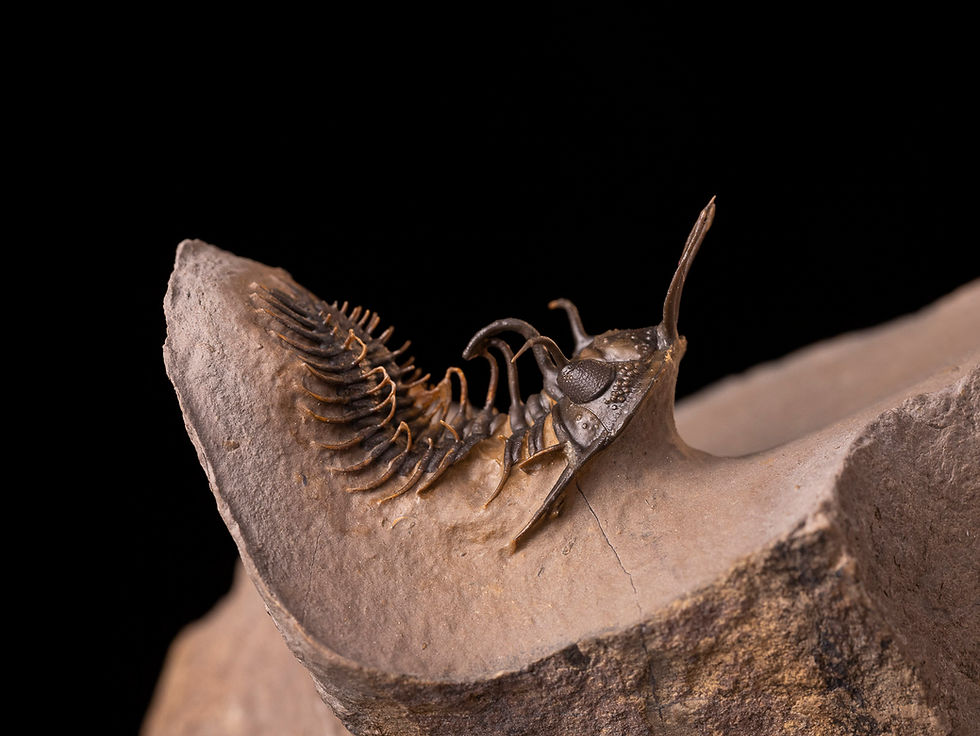 Trilobite del devónico inferior Walliserops hammi