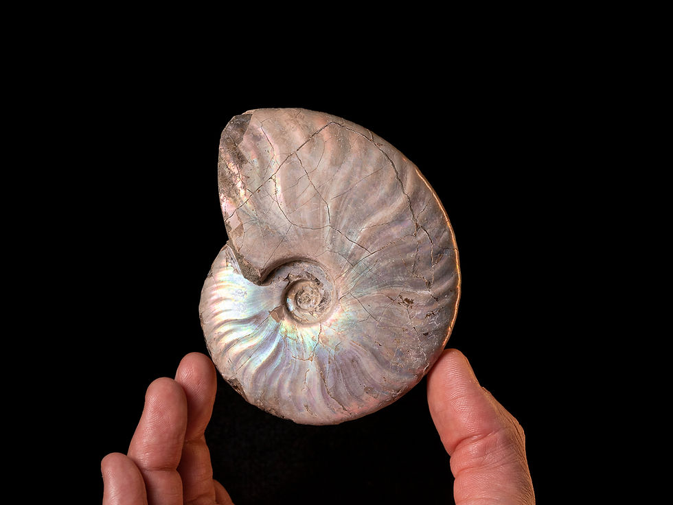 Ammonite Cleoniceras sp. del cretácico procedente de Madagascar