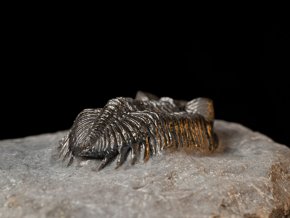 Thumbnail: Coltraneia cf. oufatenensis