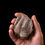 Thumbnail: Molar fósil rinoceronte lanudo Coelodonta antiquitatis (Pleistoceno)  | Toptrilos