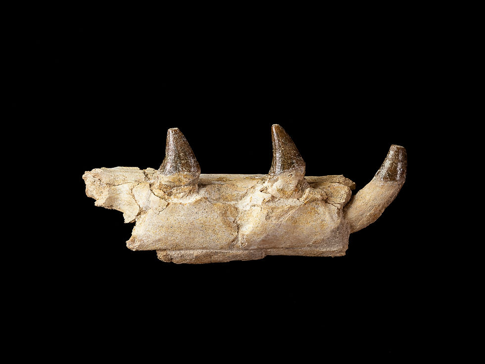 Thumbnail: Chrysocetus fouadassii (Basilosaurid)
