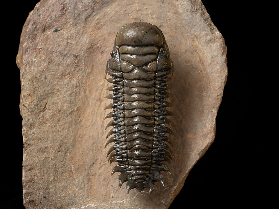 Thumbnail: Trilobite Fósil Devónico Crotalocephalus gibbus