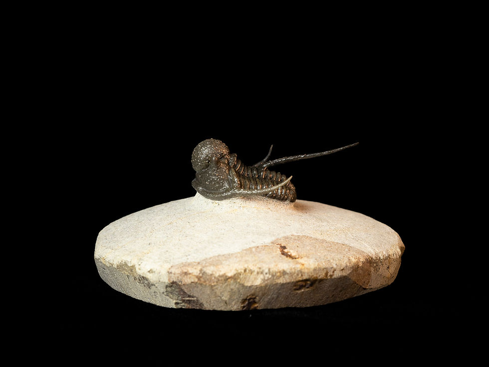 Thumbnail: Cyphaspis sp.