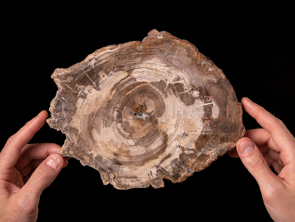 Thumbnail: Rodaja de madera fósil pulida Araucarioxylon sp. del Triásico (Madagascar)
