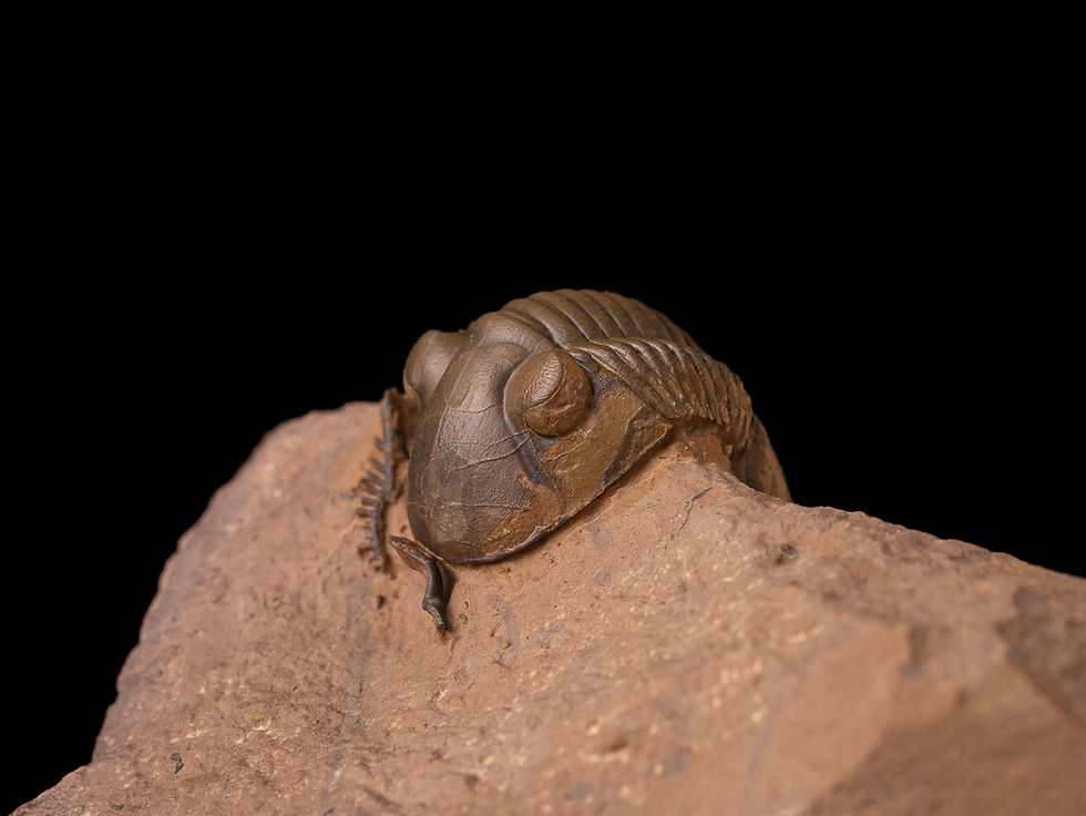 Thumbnail: Trilobite del devónico inferior Paralejurus bohemicus