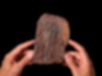 Placa de crinoideos del silúrico Scyphocrinites elegans