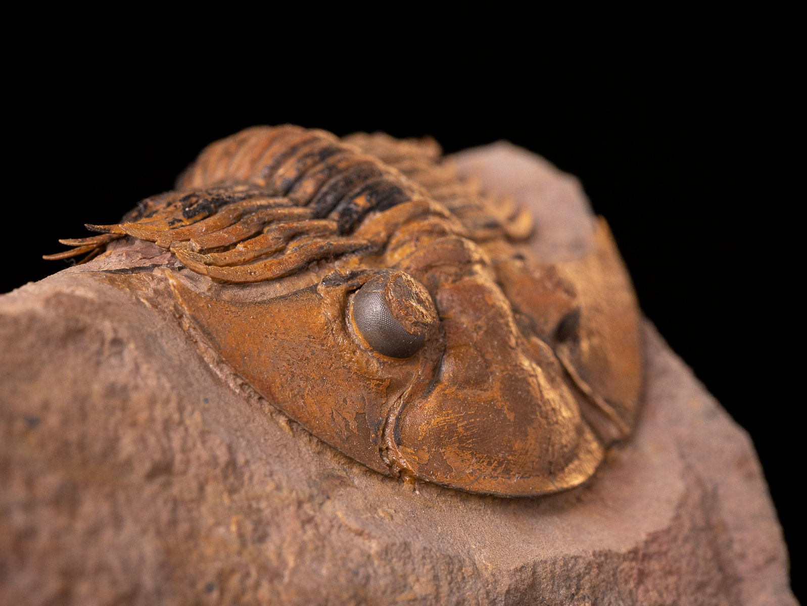 Trilobite del devónico inferior Platyscutellum massai