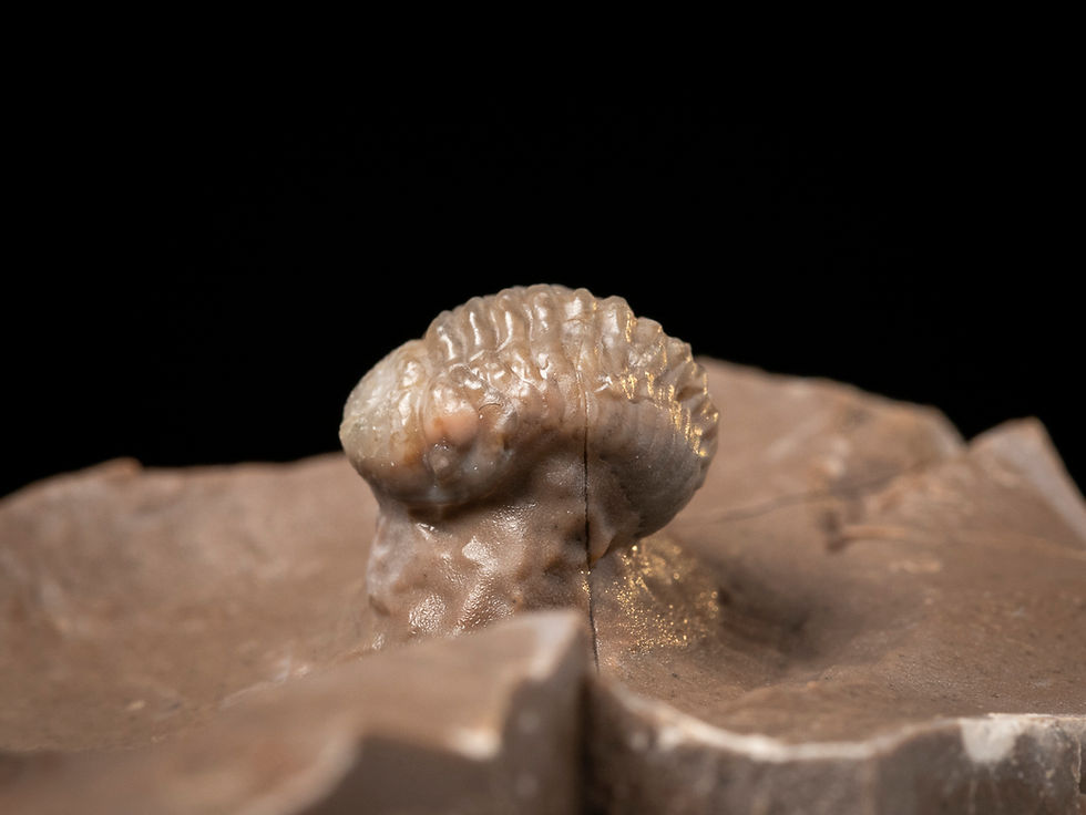 Thumbnail: Trilobites del Devónico medio Struveaspis bignoni procedentes de Jorf