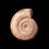 Thumbnail: Ammonite fósil Perisphinctes virguloides Jurásico superior (Madagascar)