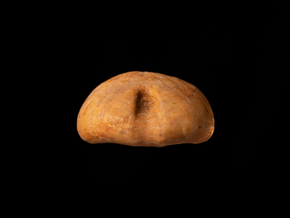Miniatura: Erizo de mar fósil del Jurásico medio Nucleolites elongatus procedente de Francia
