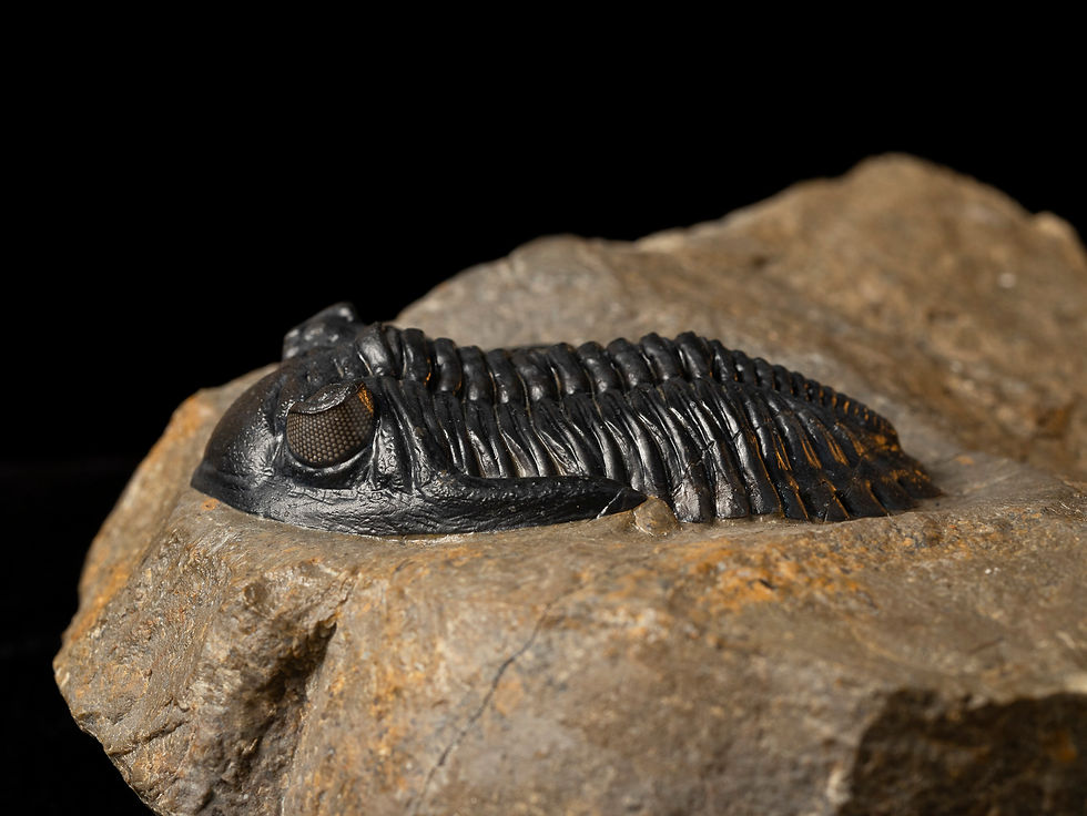 Thumbnail: Trilobite fósil Devónico Hollardops mesocristatus