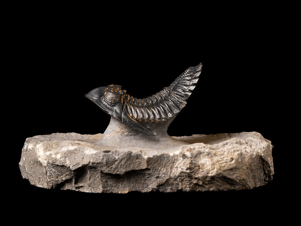 Thumbnail: Trilobite Fósil Devónico Hollardops mesocristatus