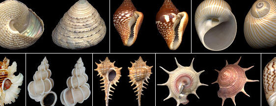 Molluscs