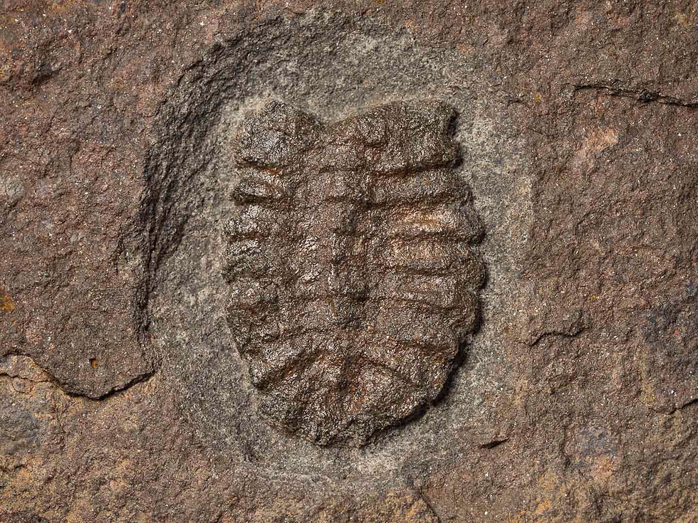 Thumbnail: Duslia insignis (Cheloniellon)