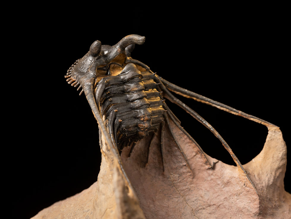 Thumbnail: Trilobite Fósil Devónico Kettneraspis prescheri