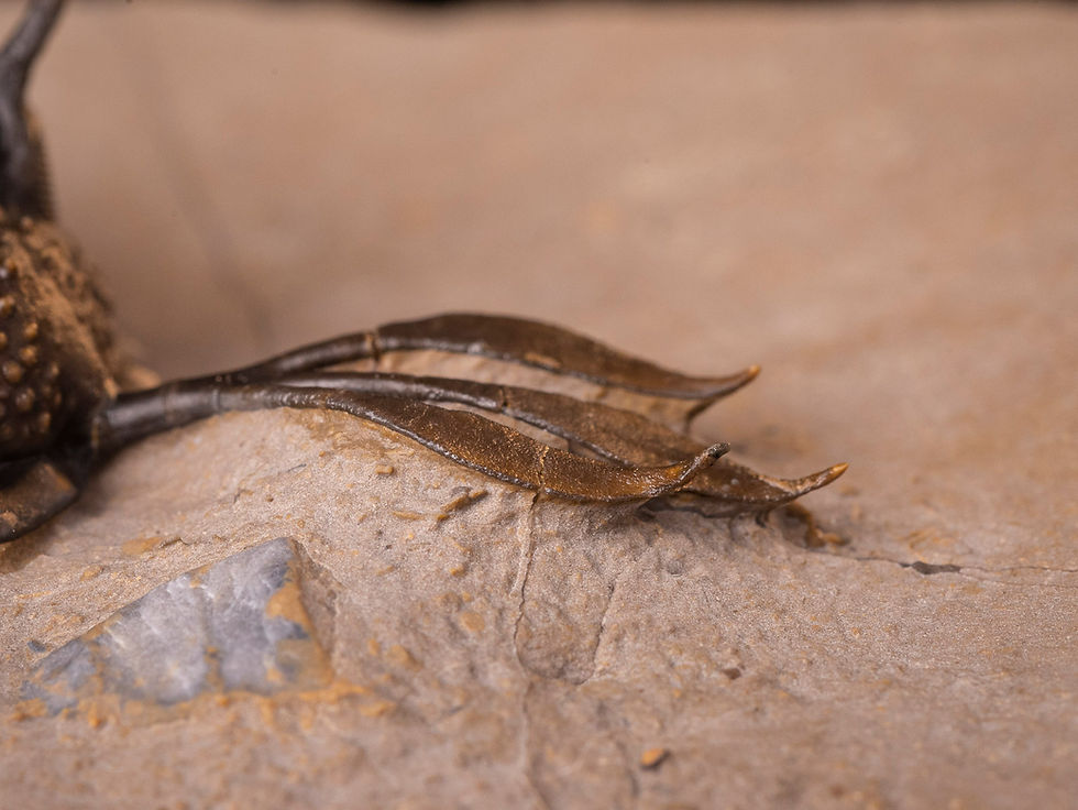 Thumbnail: Trilobite del devónico inferior Walliserops sp.