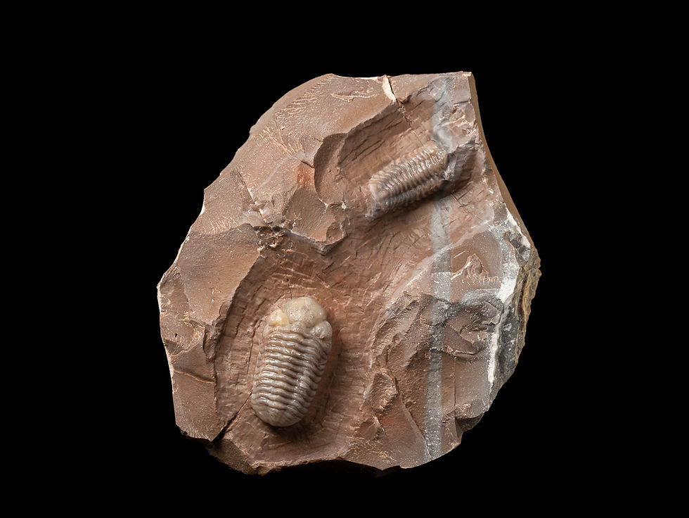 Thumbnail: Trilobite del Devónico medio Austerops smoothops procedente de Jorf