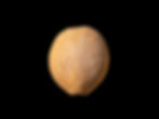 Erizo de mar fósil del Oligoceno Eupatagus wrighti, procedente de Wool Bay (Australia)