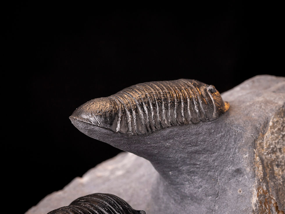 Thumbnail: Doble asociación de trilobites del devónico inferior Wenndorfia gr. plana (Parahomalonotus)