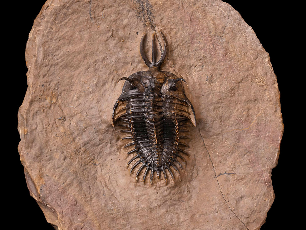 Thumbnail: Trilobite del devónico inferior Walliserops hammi