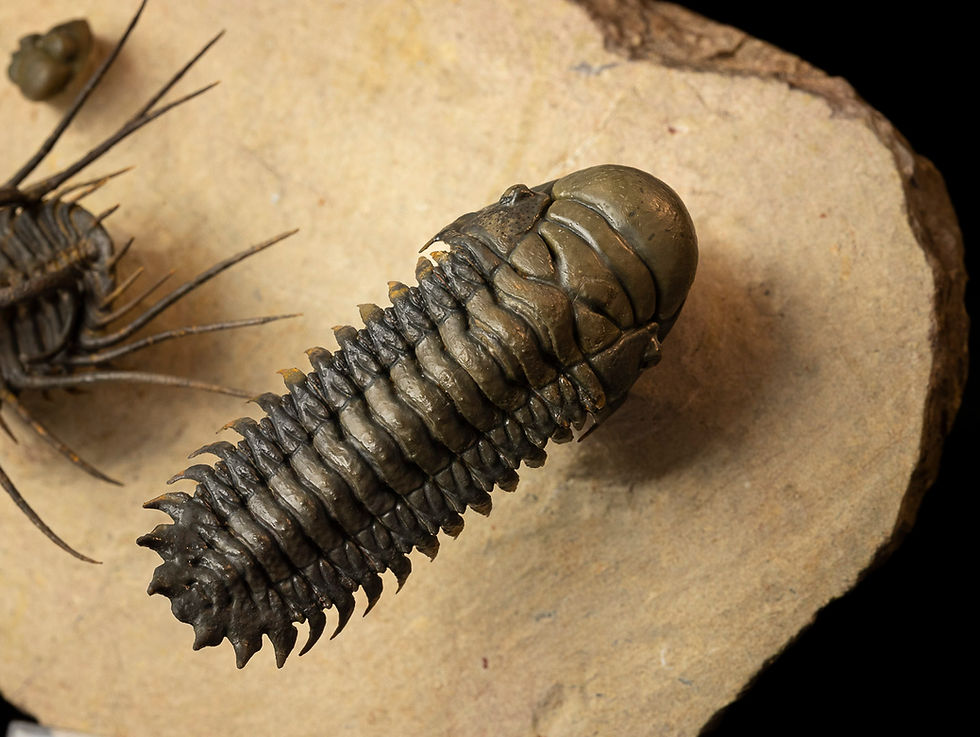 Thumbnail: Dicranurus monstrosus & Crotalocephalus gibbus