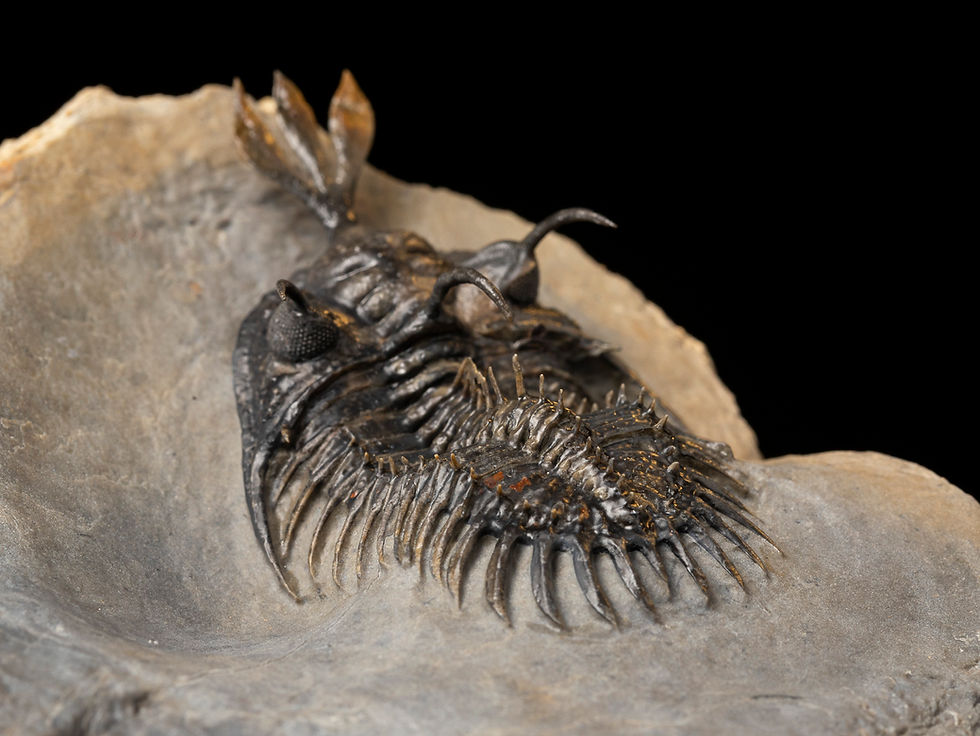 Thumbnail: Fotografía Trilobite Devónico alta calidad exclusivo Walliserops lindoei