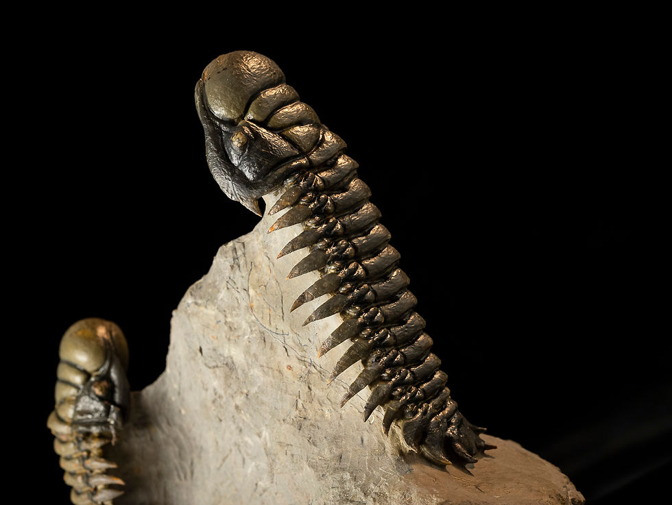 Thumbnail: Double Crotalocephalus gibbus & Orthoceras sp.