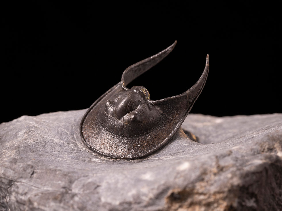 Trilobite del Devónico Medio Harpes boudibensis n. sp. (Anteriormente conocido como Harpes perradiatus)