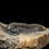 Thumbnail: Trilobite del Devónico Inferior Morocconites malladoides