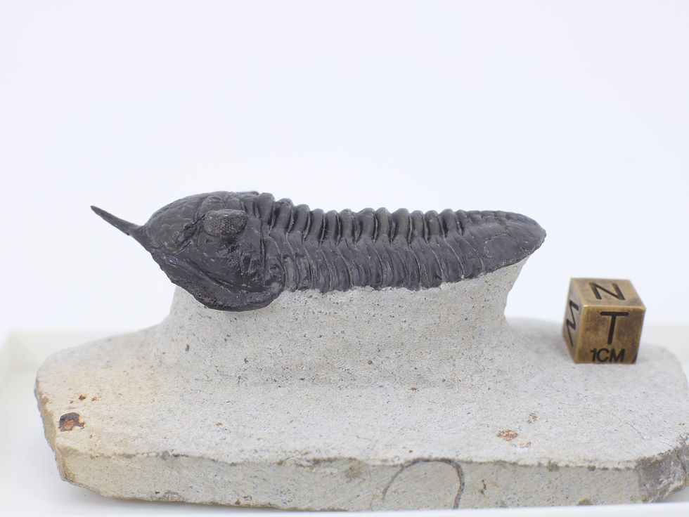 Thumbnail: Morocconites sp.