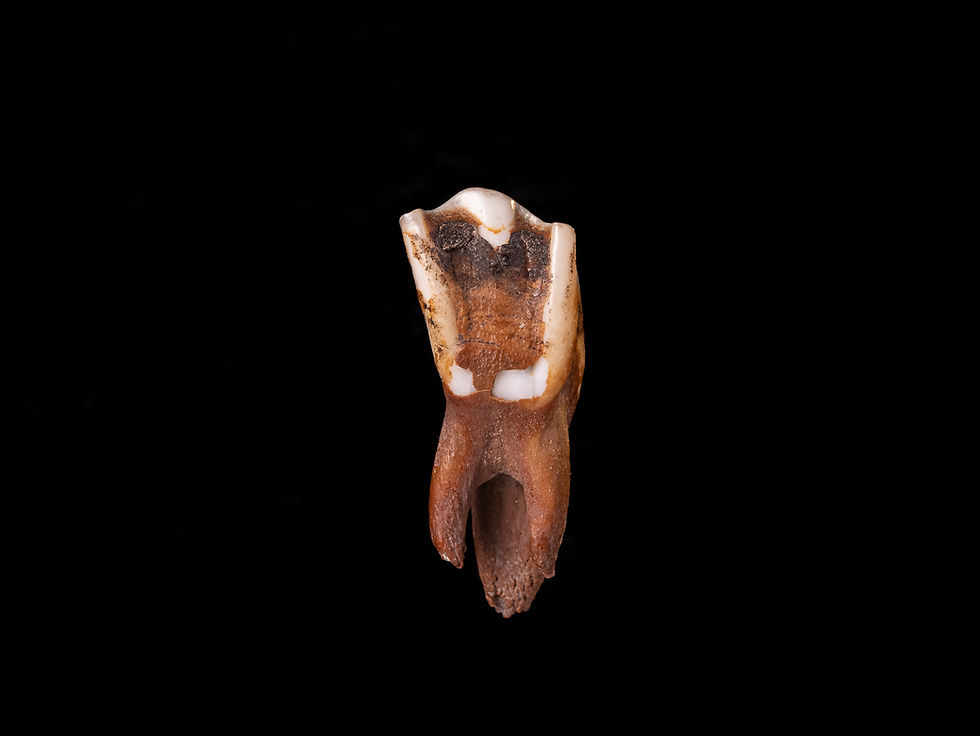 Thumbnail: Molar fósil mamífero Bison priscus (Pleistoceno) | Toptrilos